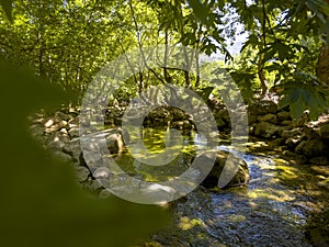 oak trees in the creek, peaceful nature, wonderful summer coolness