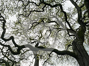 Oak trees