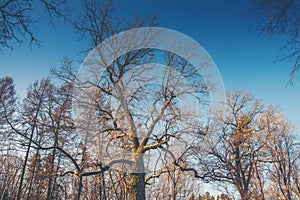 Oak trees in early spring, winter. Bare trees