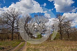 Oak trees in the early springtime on blue sky background