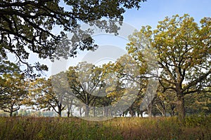 Oak trees in a field with a little fog on a bright autumn morning