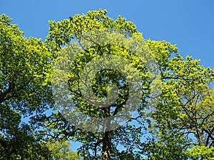 Oak trees with fresh green spring leaves