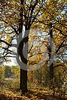 Oak trees with golden leaves in fall season. Autumn forest landscape