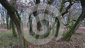 Oak trees in a graphical formation in a winter forest