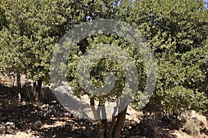 Oak trees with green acorns in the forest of Dikti mountains