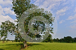 Oak Trees in a Green Field