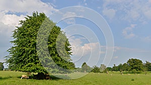 Oak Trees in a Green Field