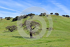 Oak Trees on Green Hillsides photo