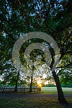 Oak trees in Harvington Park, Beckenham, Kent. These majestic oaks are seen at sunset with the setting sun behind photo