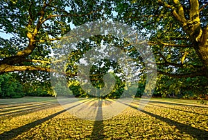 Oak trees in Harvington Park, Beckenham, Kent. The oaks cast long shadows across the grass at sunset