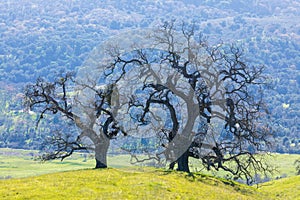 Oak Trees on a Hillside with Lushy Background at Springtime.