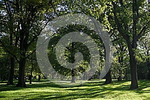 Oak Trees in Little Hagley Park in Autumn, Chistchurch, New Zealand