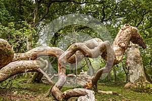 Oak trees that look like something from a fairy tale, twisted oak trunks with a nice green background, sun touches in several