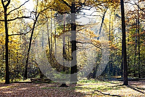 Oak trees on meadow in autumn forest on sunny day