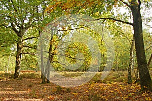 Oak trees and moor photo