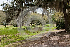 Oak Trees over the Bayou