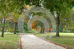 Oak trees in the park turning into Autumn orange shade