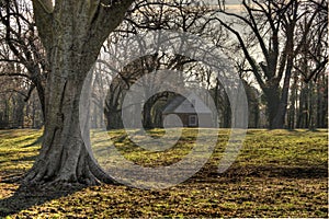 Oak trees on ranch