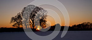 Oak Trees Silhouetted by the Sunset