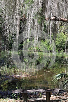 Oak Trees with Spanish Moss