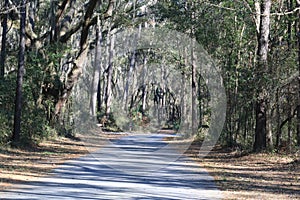 Oak Trees with Spanish Moss