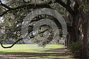 Oak Trees with Spanish Moss, Forsyth Park, Savannah, Georgia