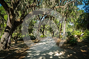 Oak Trees and Spanish Moss shade the graves in the Bonaventure Cemetery in Savannah Georgia photo