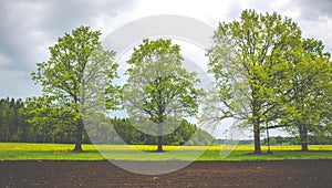 Oak trees in spring