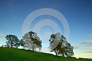 Oak trees in spring