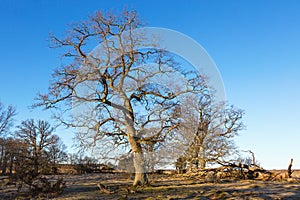 Oak trees in spring