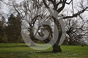 oak trees in the spring park