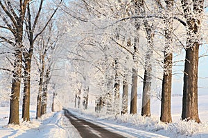 Oak trees on a sunny winter morning