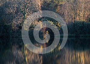 Oak trees and thick vegetation reflected in the calm waters of a lagoon