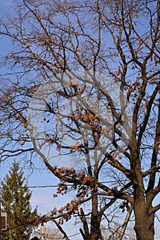 Oak trees in the town in early spring