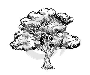 Oak trees vector hand drawn sketch