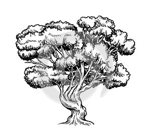 Oak trees vector hand drawn sketch