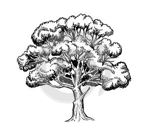 Oak trees vector hand drawn sketch