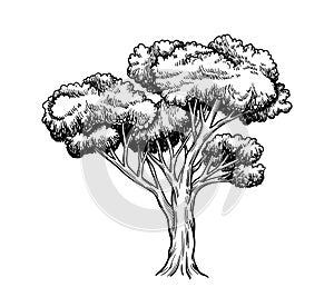 Oak trees vector hand drawn sketch