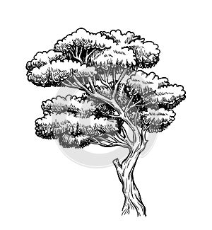 Oak trees vector hand drawn sketch