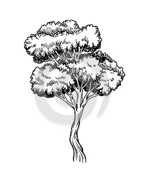 Oak trees vector hand drawn sketch