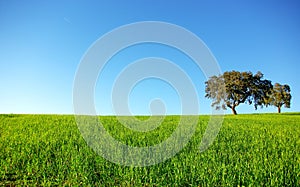 Oak trees in a wheat field.