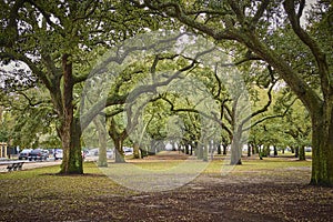 Oak Trees at White Point Garden Charleston, SC