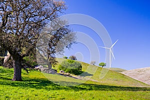 Oak trees and wind turbines in the green hills of Contra Costa county, east San Francisco bay area, California