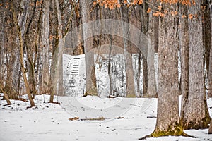 Oak Trees in the Winter