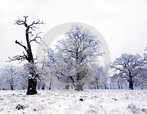 Oak trees in winter