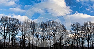 Oak Trees in Winter