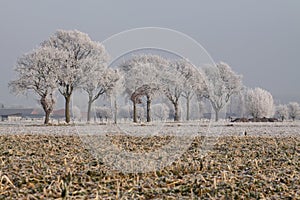 Oak trees in Winter