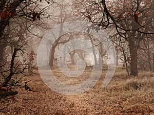 Oak trees in winter fog