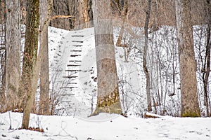 Oak Trees in Winter with Staircase
