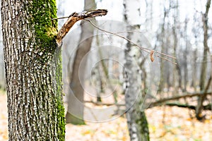 Oak trunk and bare trees on blurred background